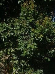 Cryptocarya triplinervis