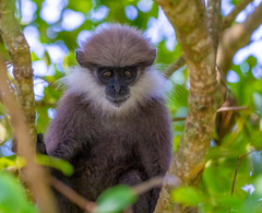 Semnopithecus vetulus