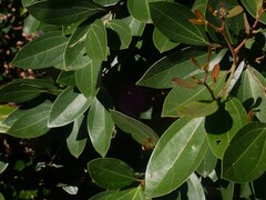 Cryptocarya triplinervis