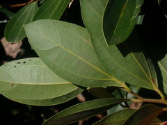 Cryptocarya triplinervis