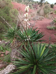 Yucca gloriosa