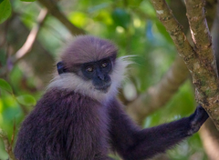 Semnopithecus vetulus