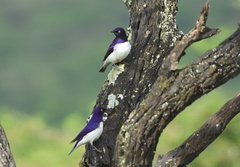 Cinnyricinclus leucogaster