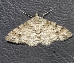 Myrioblephara desumpta