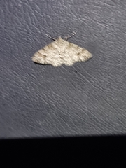 Myrioblephara desumpta