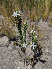 Philotheca buxifolia