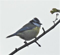 Cyanistes caeruleus
