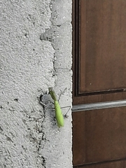 Mantis religiosa