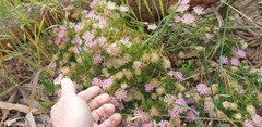 Pimelea ferruginea
