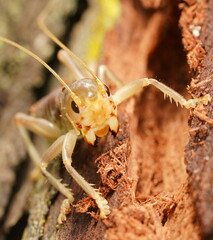 Gryllacrididae