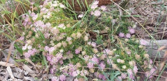 Pimelea ferruginea