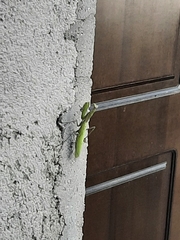 Mantis religiosa