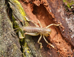 Gryllacrididae
