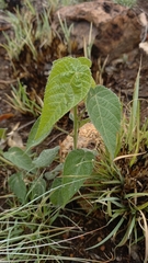 Acalypha villicaulis