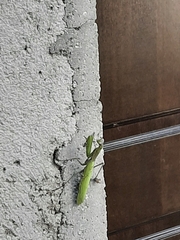 Mantis religiosa