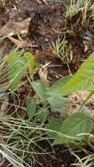 Acalypha villicaulis