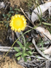 Coronidium scorpioides