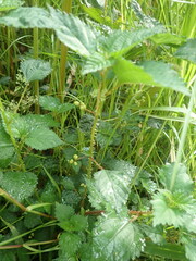Urtica dioica