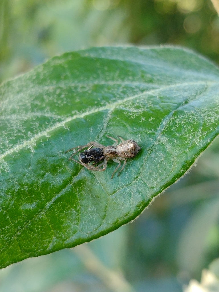 Tmarus albolineatus