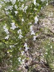 Prostanthera nivea