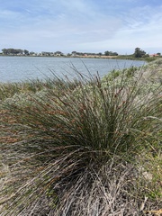 Thamnochortus erectus