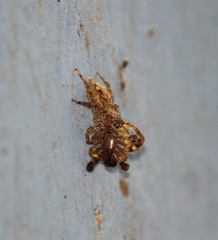 Salticinae