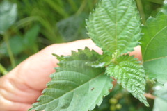 Urtica dioica
