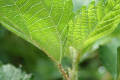 Urtica dioica