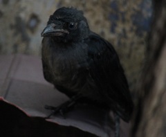 Corvus splendens