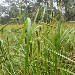 Carex fascicularis