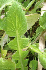 Arctotheca prostrata