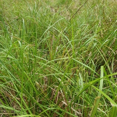 Carex fascicularis
