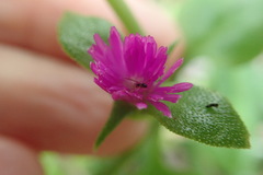 Mesembryanthemum cordifolium