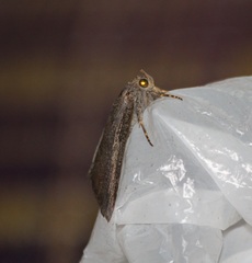 Noctuoidea