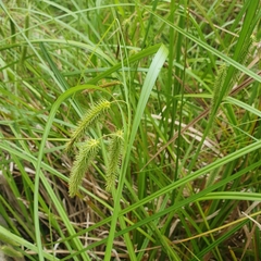 Carex fascicularis