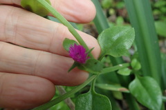 Mesembryanthemum cordifolium