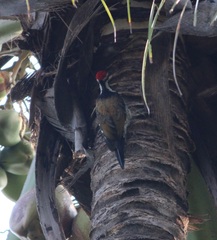 Dinopium benghalense