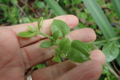 Mesembryanthemum cordifolium