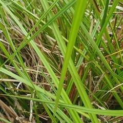 Carex fascicularis