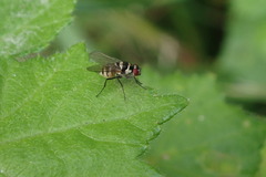 Limnophora