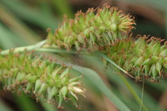 Carex aethiopica