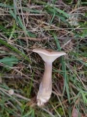 Ampulloclitocybe clavipes