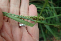 Carex aethiopica