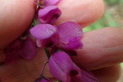 Polygala virgata