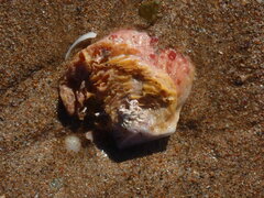 Spondylus tenellus