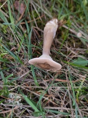 Ampulloclitocybe clavipes