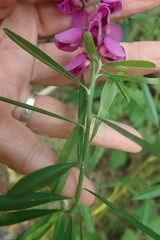 Polygala virgata