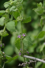 Pseudodictamnus africanus