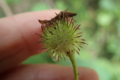 Sparrmannia africana