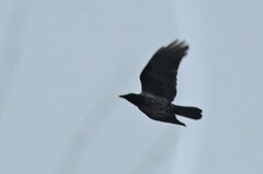 Corvus cornix × corone